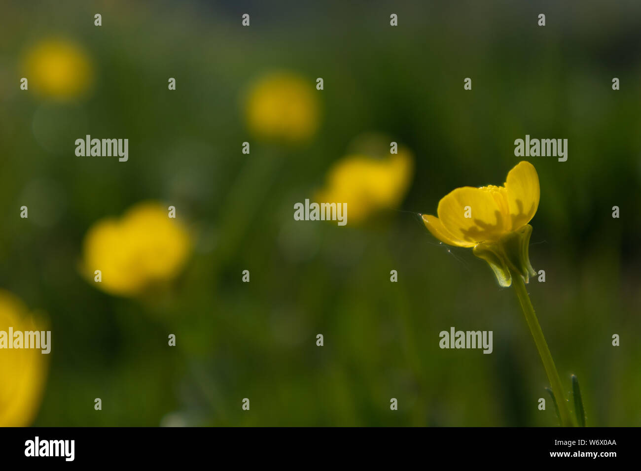 Butter Schale, Ranunculus Repens, Fiore Stockfoto