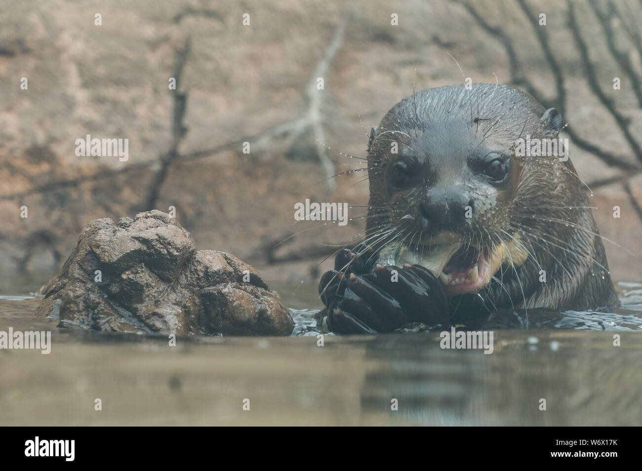 Budapest, Ungarn. 2 Aug, 2019. Ein riesiger Otter isst Fisch im Budapester Zoo in Budapest, Ungarn, 12.08.2, 2019. Credit: Attila Volgyi/Xinhua Stockfoto
