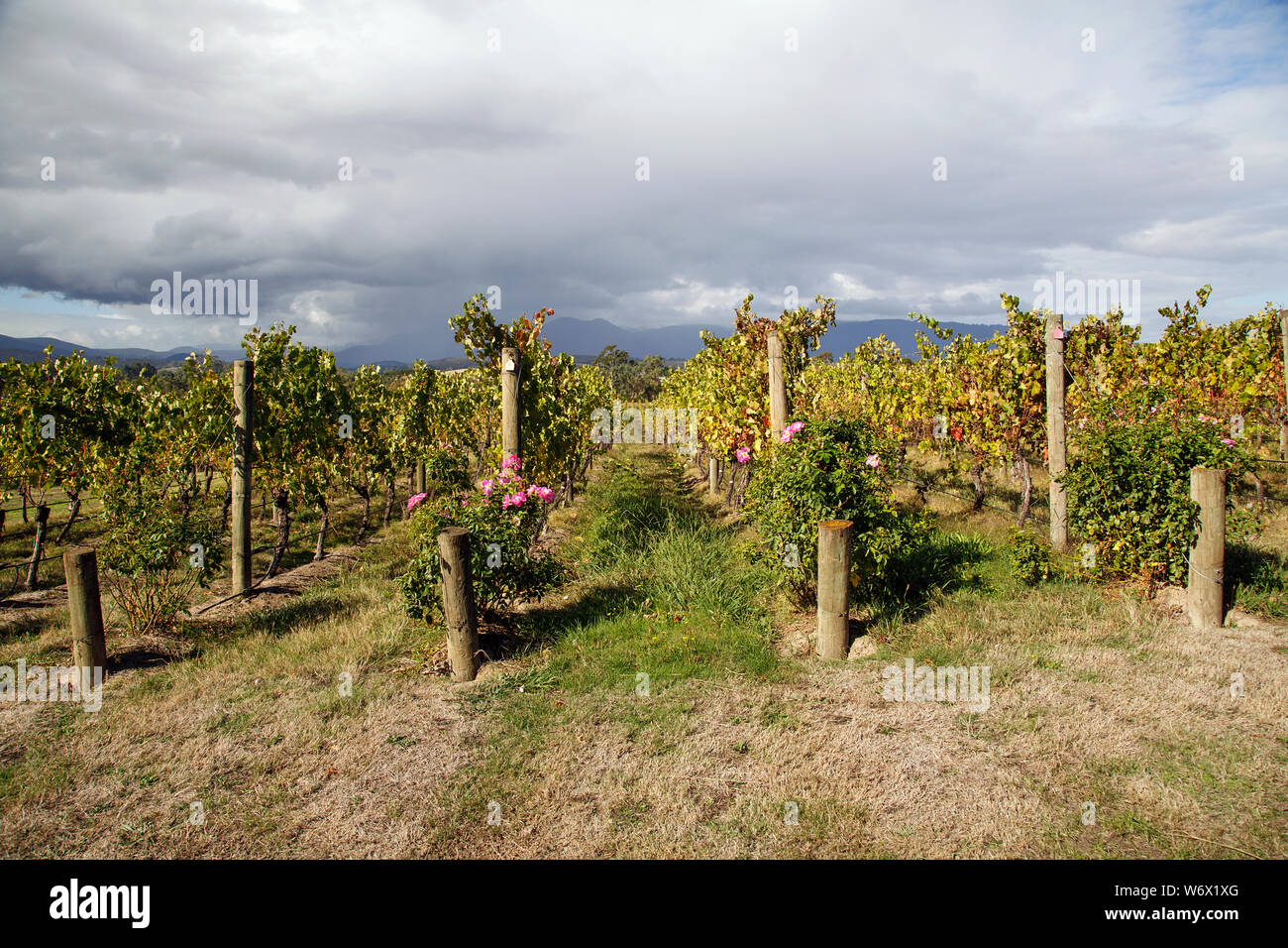 Reben in der Yarra Valley wächst. Die Gegend ist bekannt für seine Weinproduktion durch die hohe Qualität des Bodens. Stockfoto