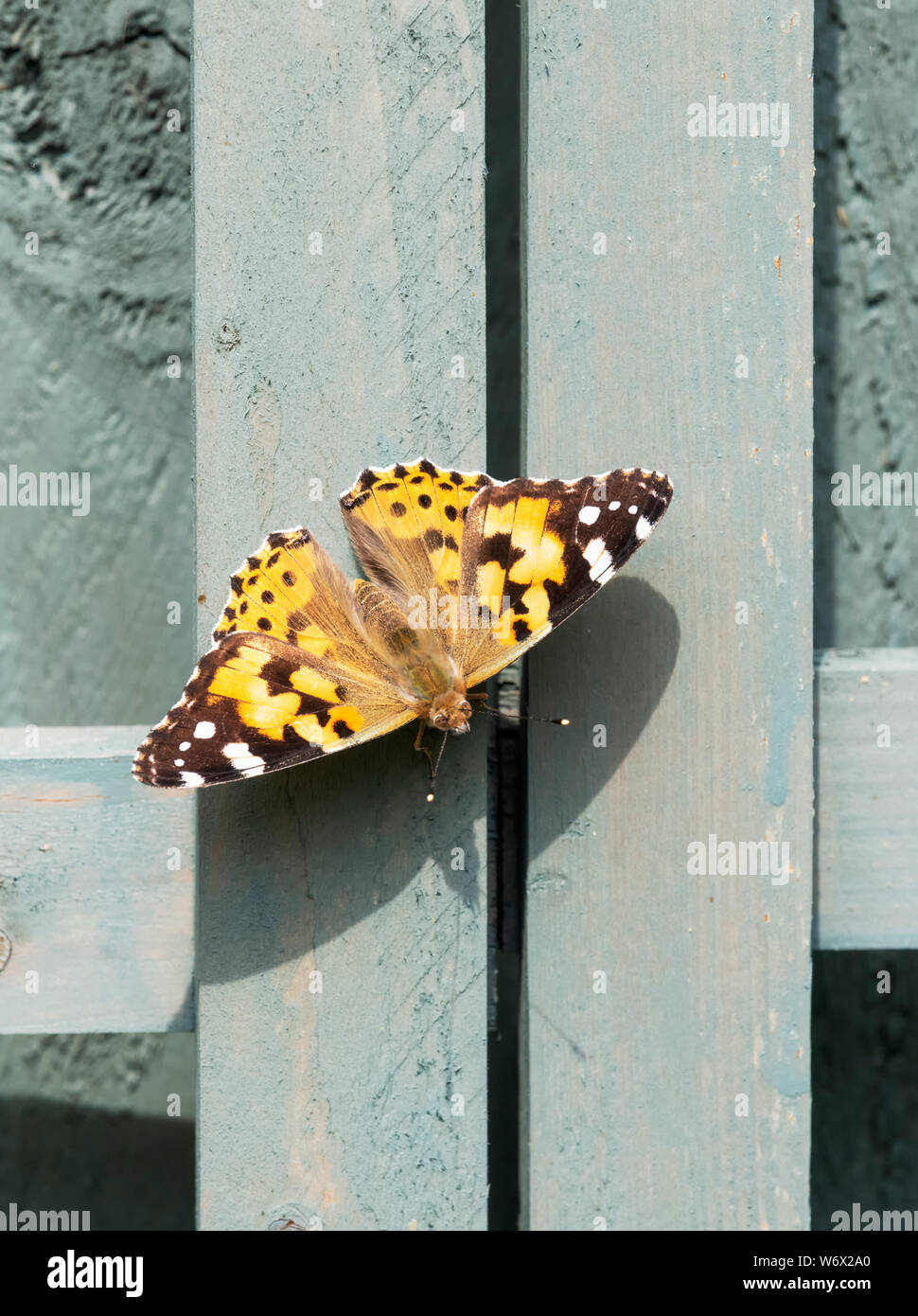 Painted Lady butterfly (Vanessa cardui) genießen Sie die Strahlen der Sonne ruht auf einem Gartenzaun Stockfoto