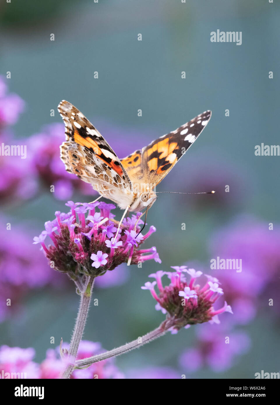 Painted Lady butterfly (Vanessa cardui) Ernährung von einem eisenkraut Blume Stockfoto