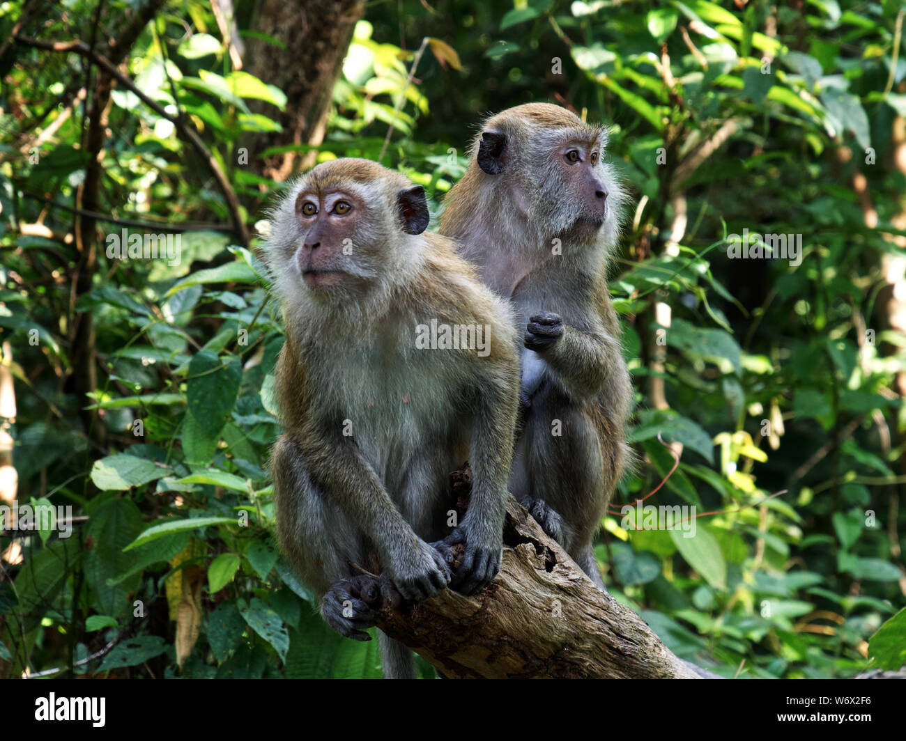 Affen im Dschungel von Penang in Malaysia Stockfoto