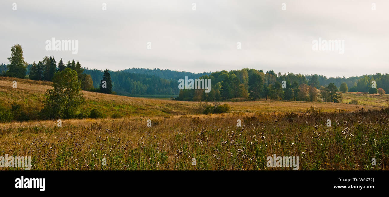 Skandinavische Landschaft. Herbst Wald in Südkarelien Stockfoto