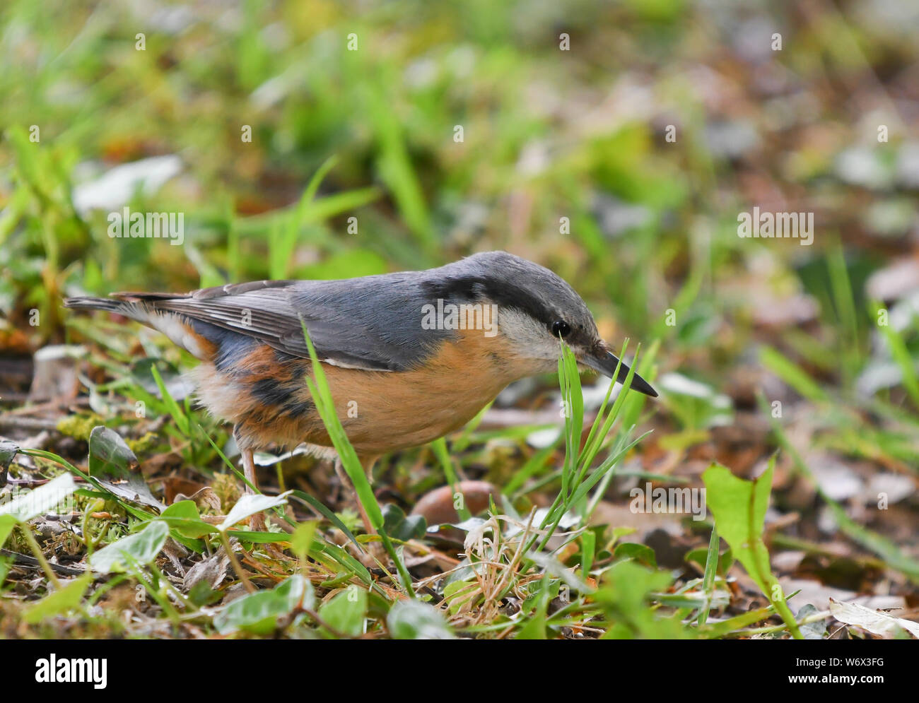 Kleiber am Boden auf der Suche nach Essen Stockfoto