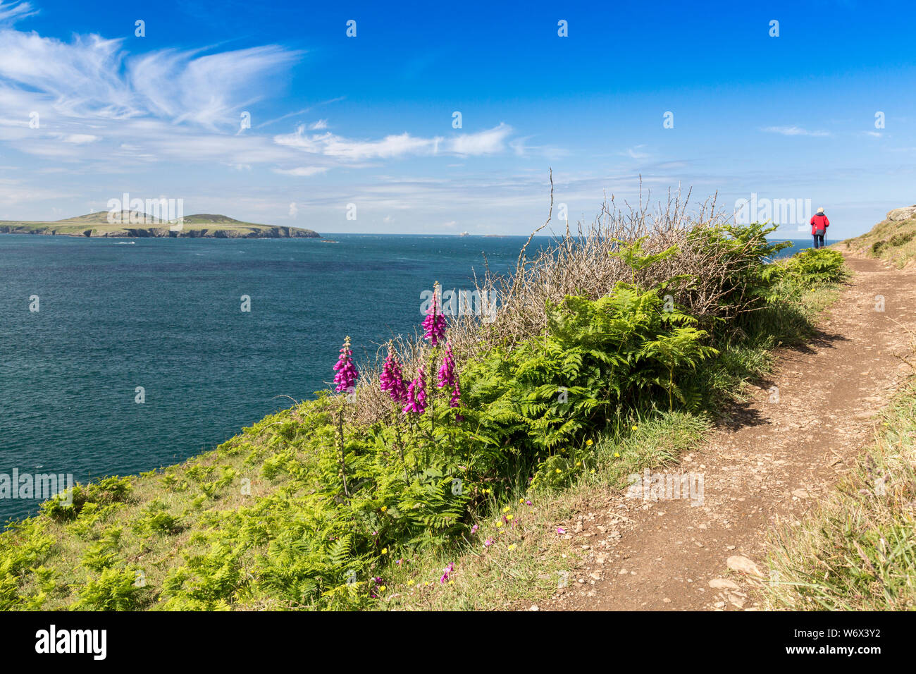 Ein Wanderer auf der Pembrokeshire Coast National Park Küstenweg zwischen Whitesands Bay und St. Davids Kopf, Wales, Großbritannien Stockfoto