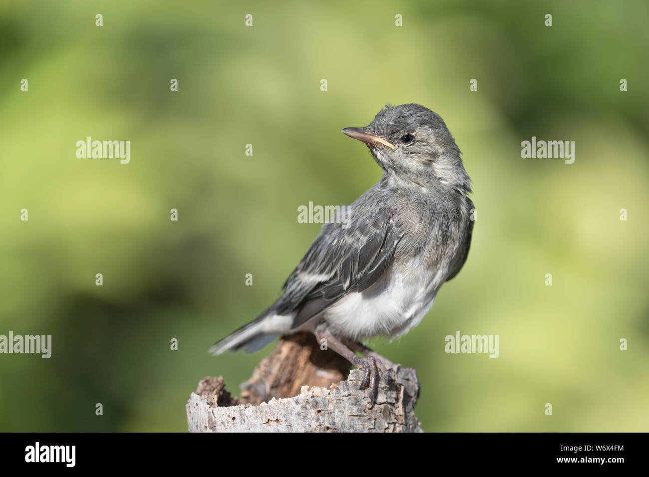 Portrait von Bachstelze (Motacilla Alba) Stockfoto