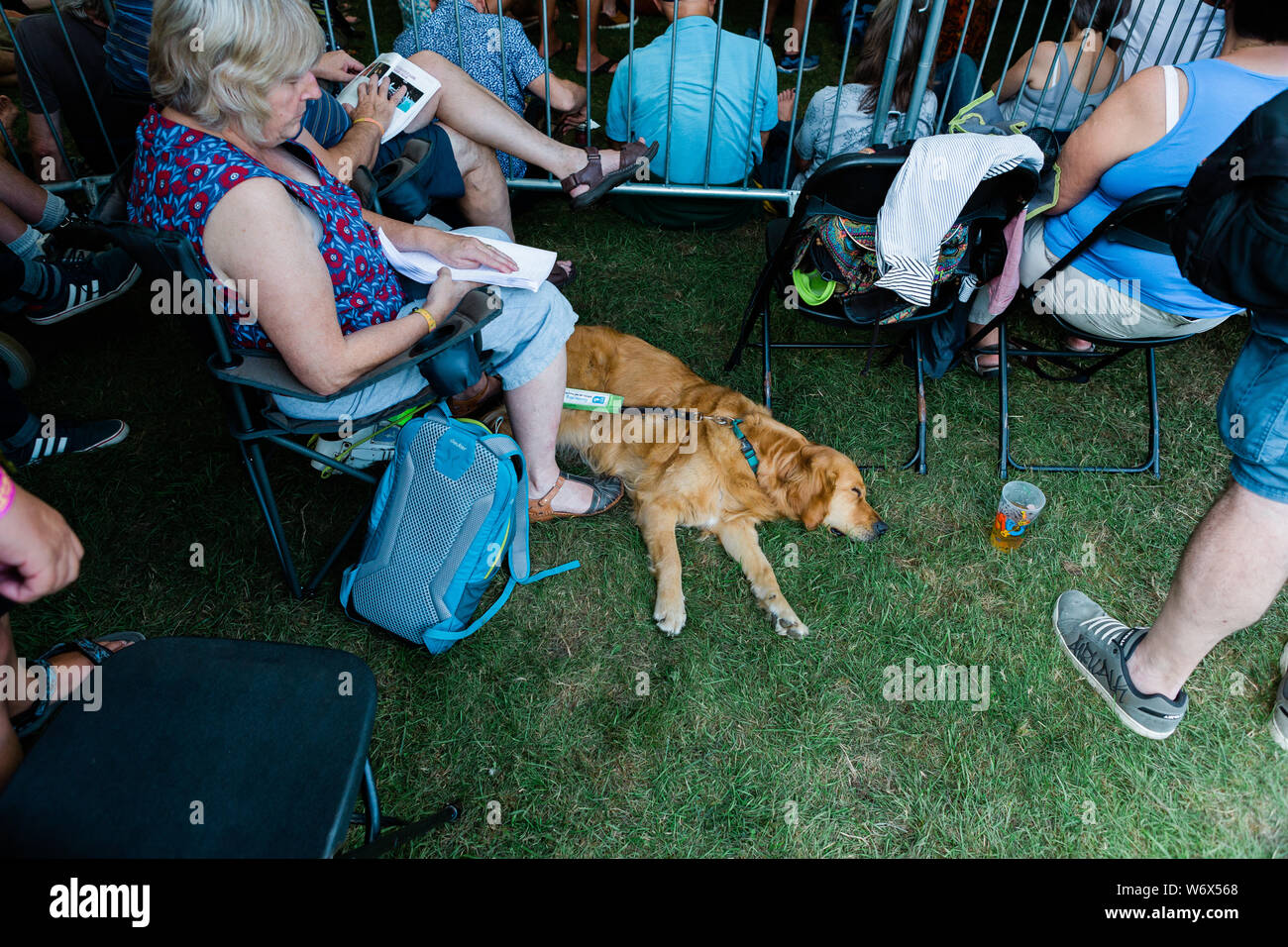 Cambridge, Großbritannien. 2. August 2019. Ein Führhund schaut über das Wochenende von Cambridge Folk Festival erschöpft. Richard Etteridge/Alamy leben Nachrichten Stockfoto