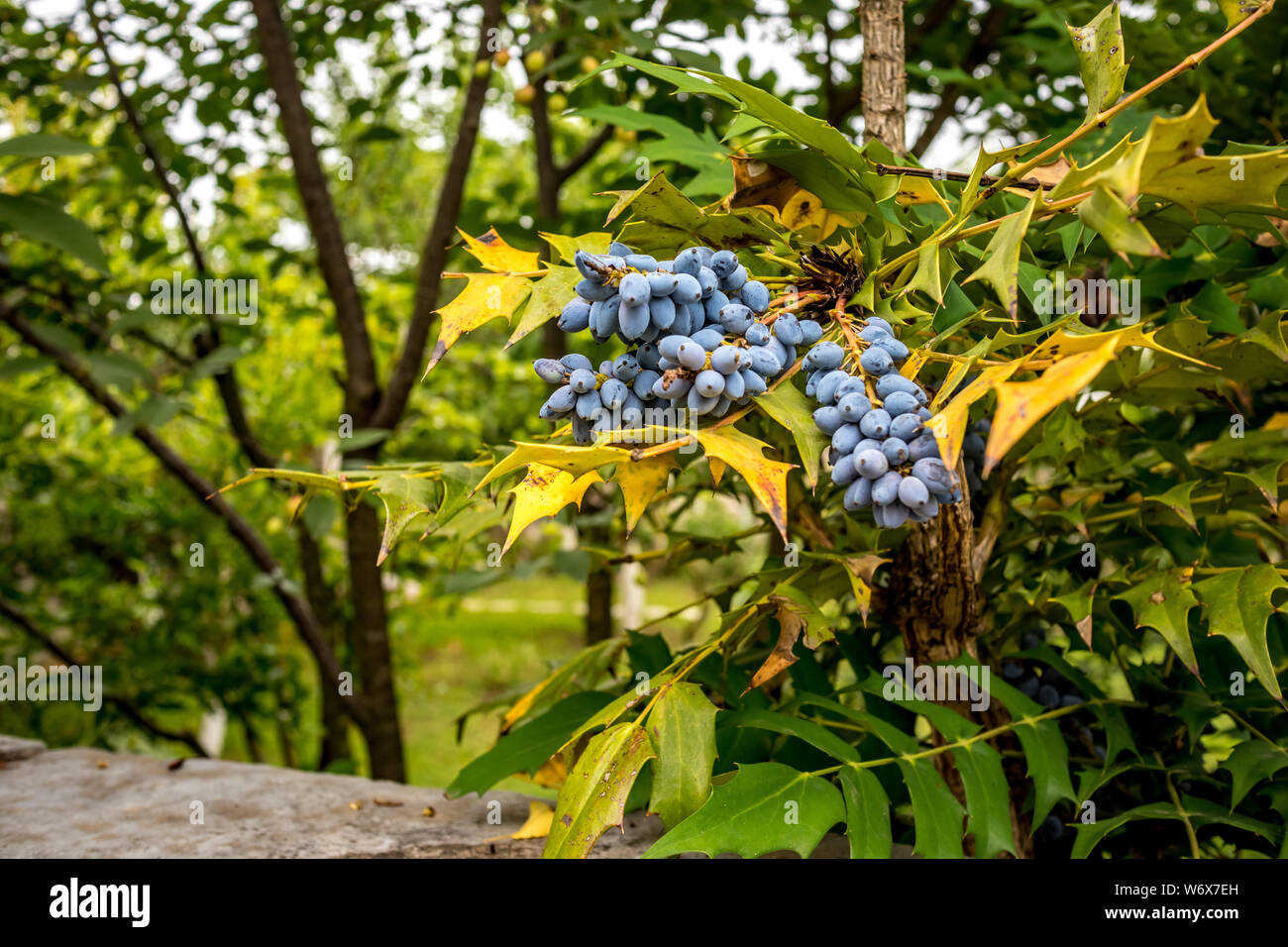 Selektiver Fokus von dornigen Holly Scrub, lateinischer Name ist Ilex Aquifolium. Flache Lupenansicht für Bush mit blauen Beeren. Foto gemacht in Ioannina Insel auf l Stockfoto