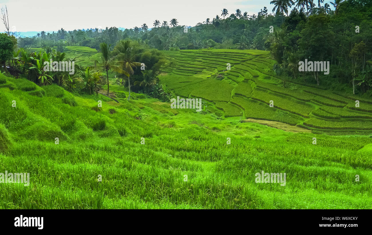 Junge Reispflanzen und Terrassen in der Nähe von jatiluwih, Bali Stockfoto