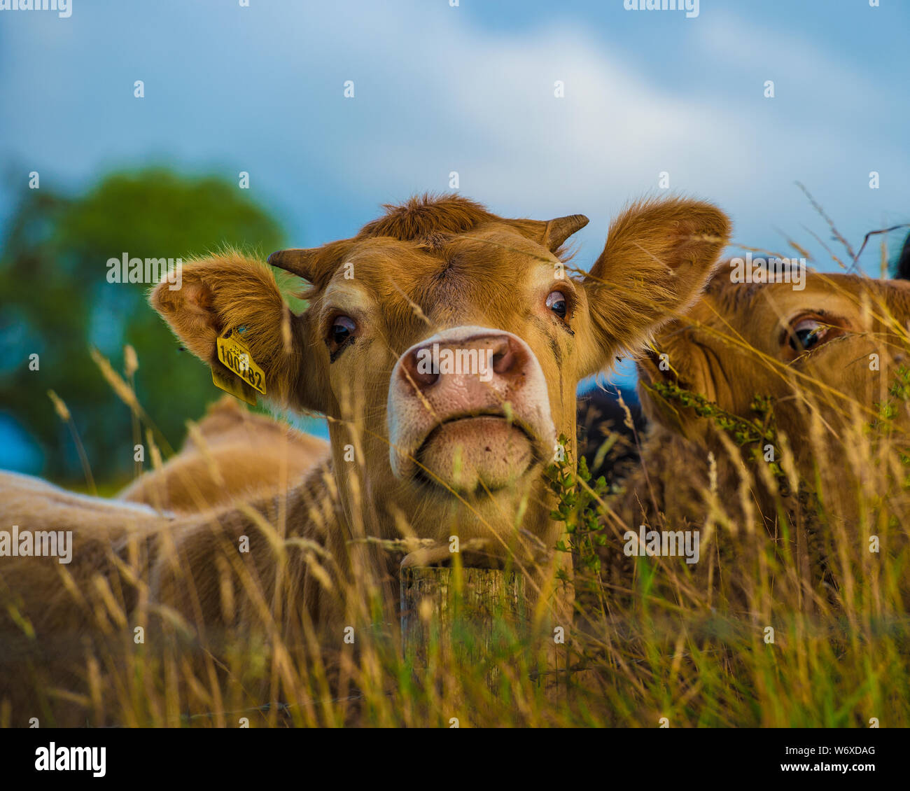 Kühe über einen Hedge Stockfoto
