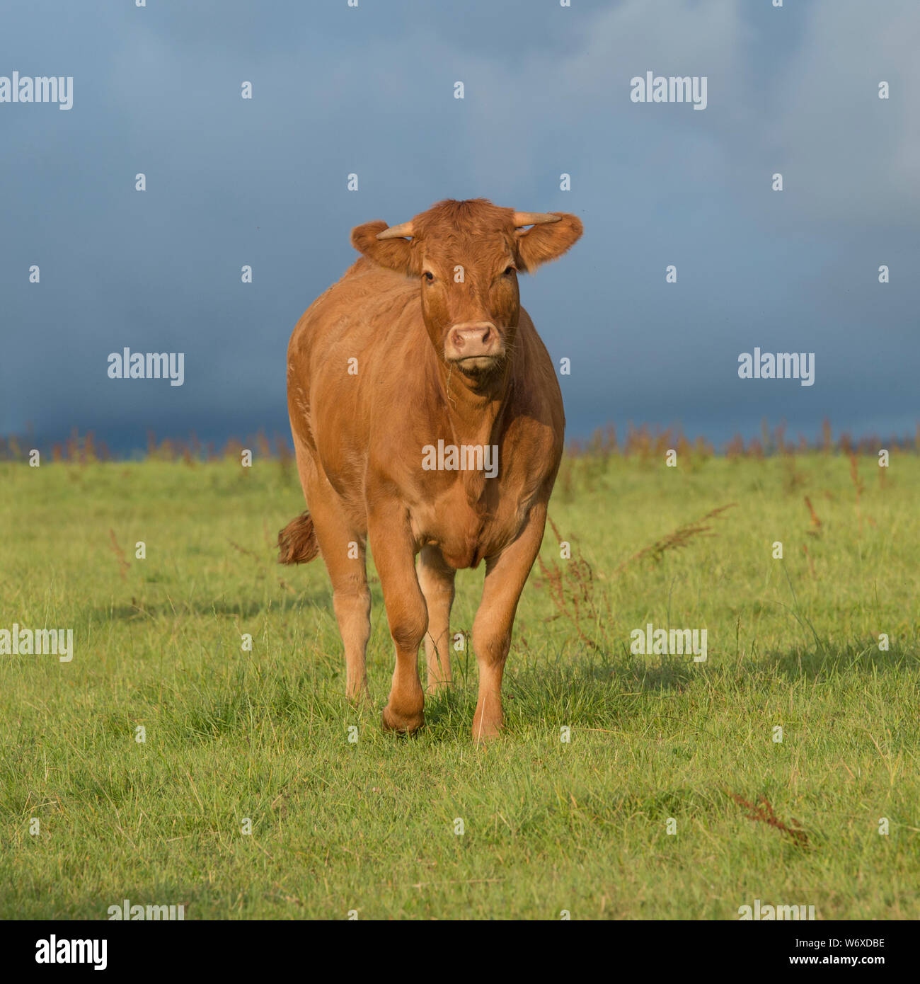 Kuh im Feld Stockfoto