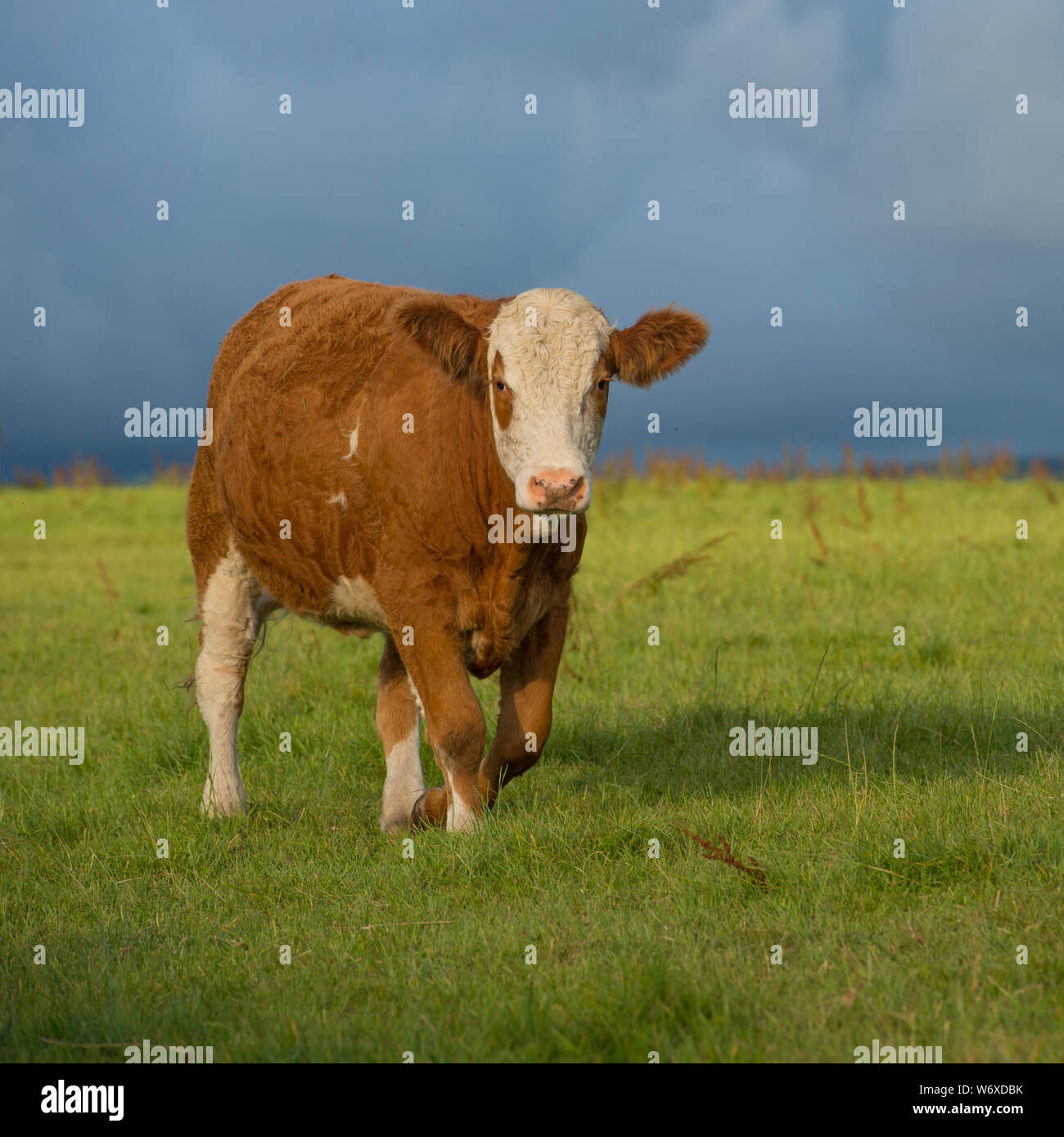 Kuh im Feld Stockfoto