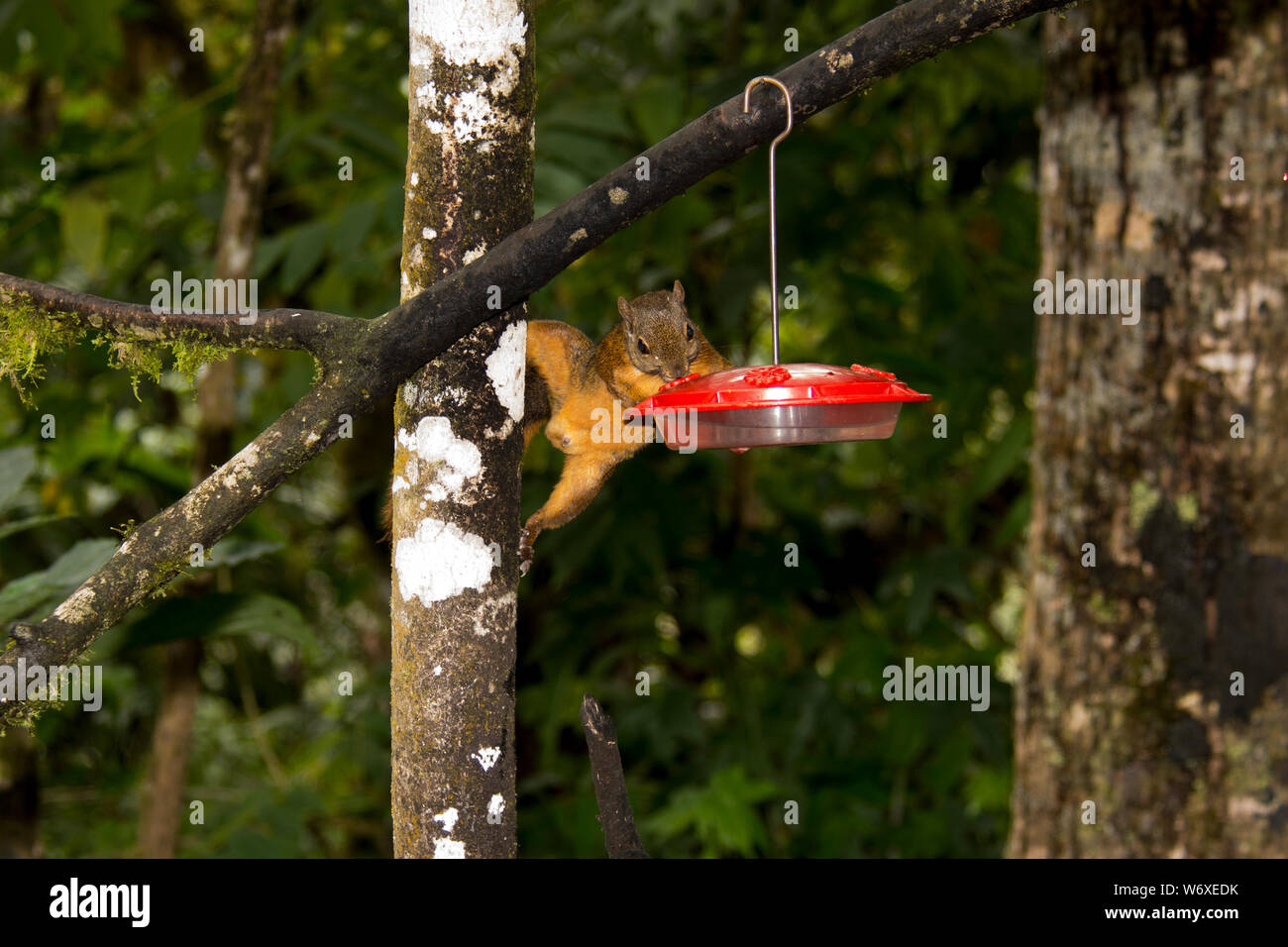 Red-tailed Eichhörnchen im subtropischen Nebelwald an den westlichen Hängen der Anden auf 2200 Meter hohen Bellavista Lodge in Ecuador. Stockfoto