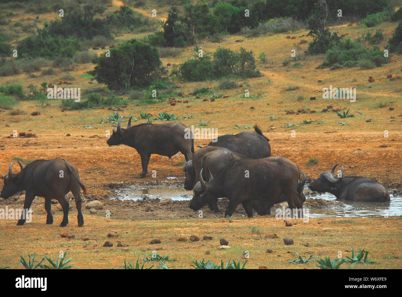 Eine wunderbare Gruppe von wilden Büffel ein erfrischendes Bad in einem Wasserloch in Südafrika. Stockfoto