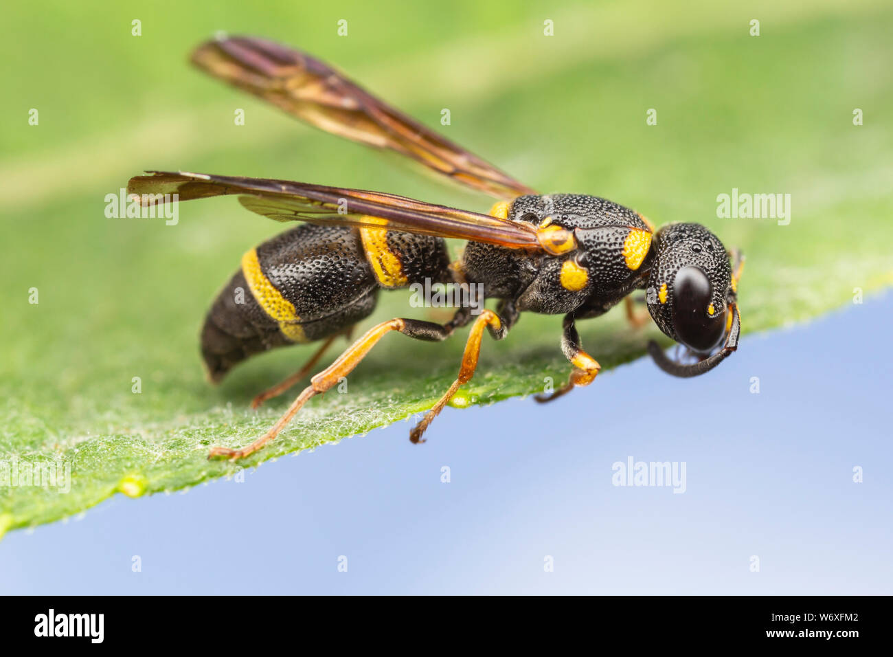 Ein Potter Wasp klammert (Parancistrocerus perennis) auf ein Blatt. Stockfoto