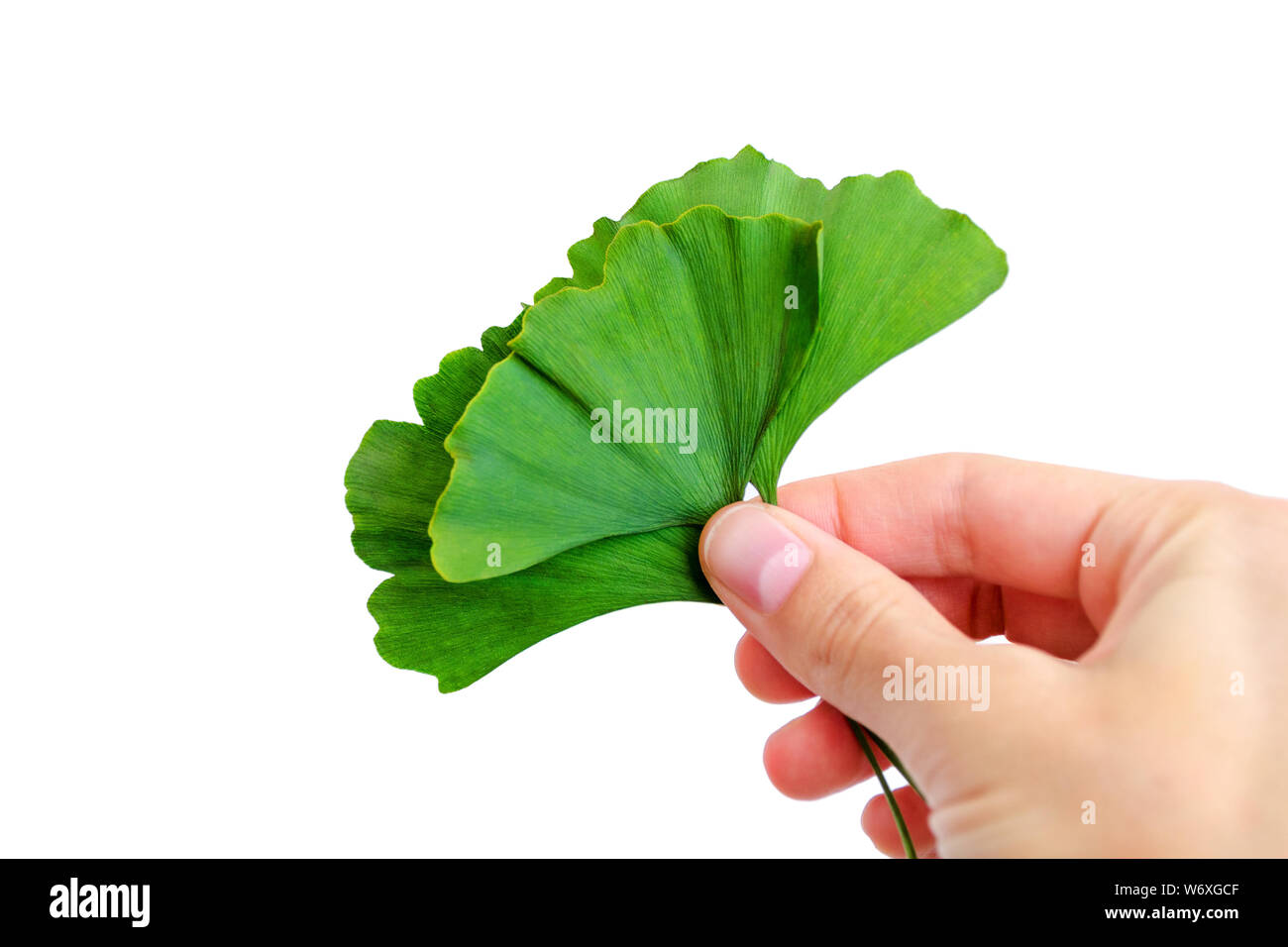 Grüne Blätter des Ginkgo biloba in der Hand. Auf weissem Hintergrund Stockfoto