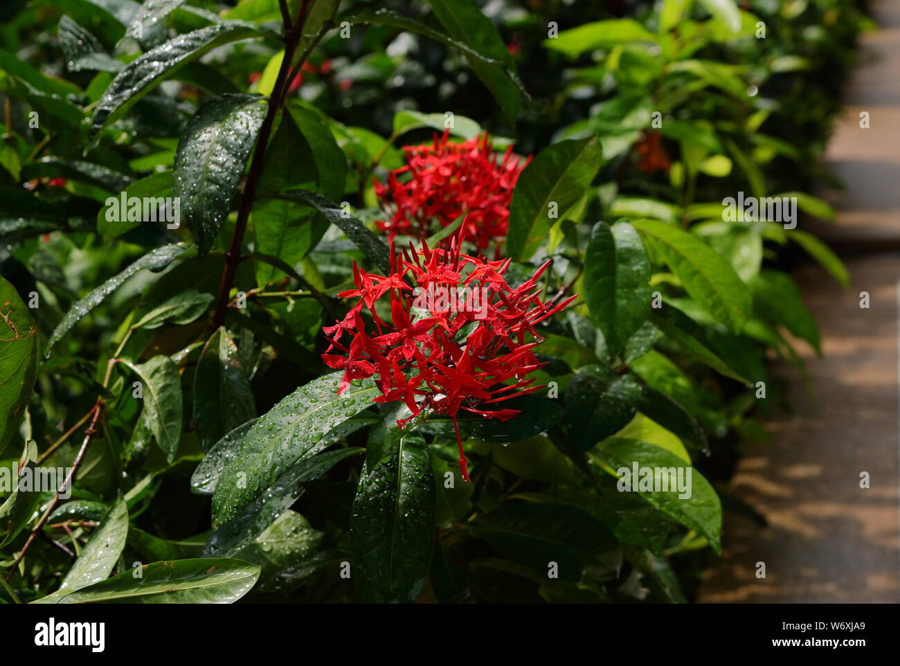 Blühende rote ixora oder spike Blume im Garten gerade nach Regen unter Sonnenlicht, selektiver Fokus Stockfoto