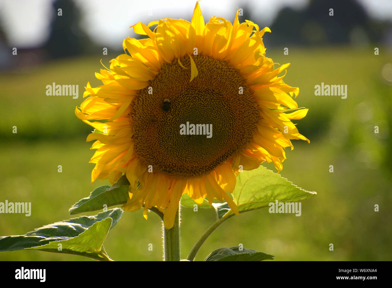 Sonnenblumen blühen, isolierten großen Helianthus annuus in der Blüte im August mit bokeh Effekte im Hintergrund Stockfoto