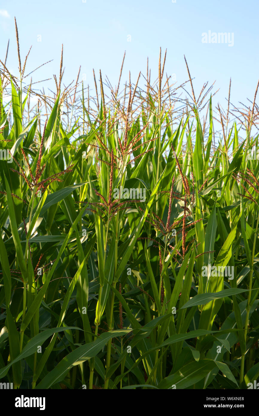 Mais in der Blüte im August, Mais oder Zea mays oder Zuckermais mit lila Blumen ländlicher Hintergrund Stockfoto