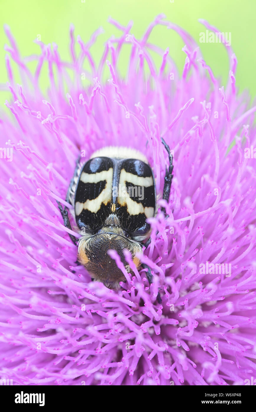 Trichus fasciatus, wie die Biene Käfer bekannt, Fütterung auf Melancholie Distel, Cirsium heterophyllum Stockfoto