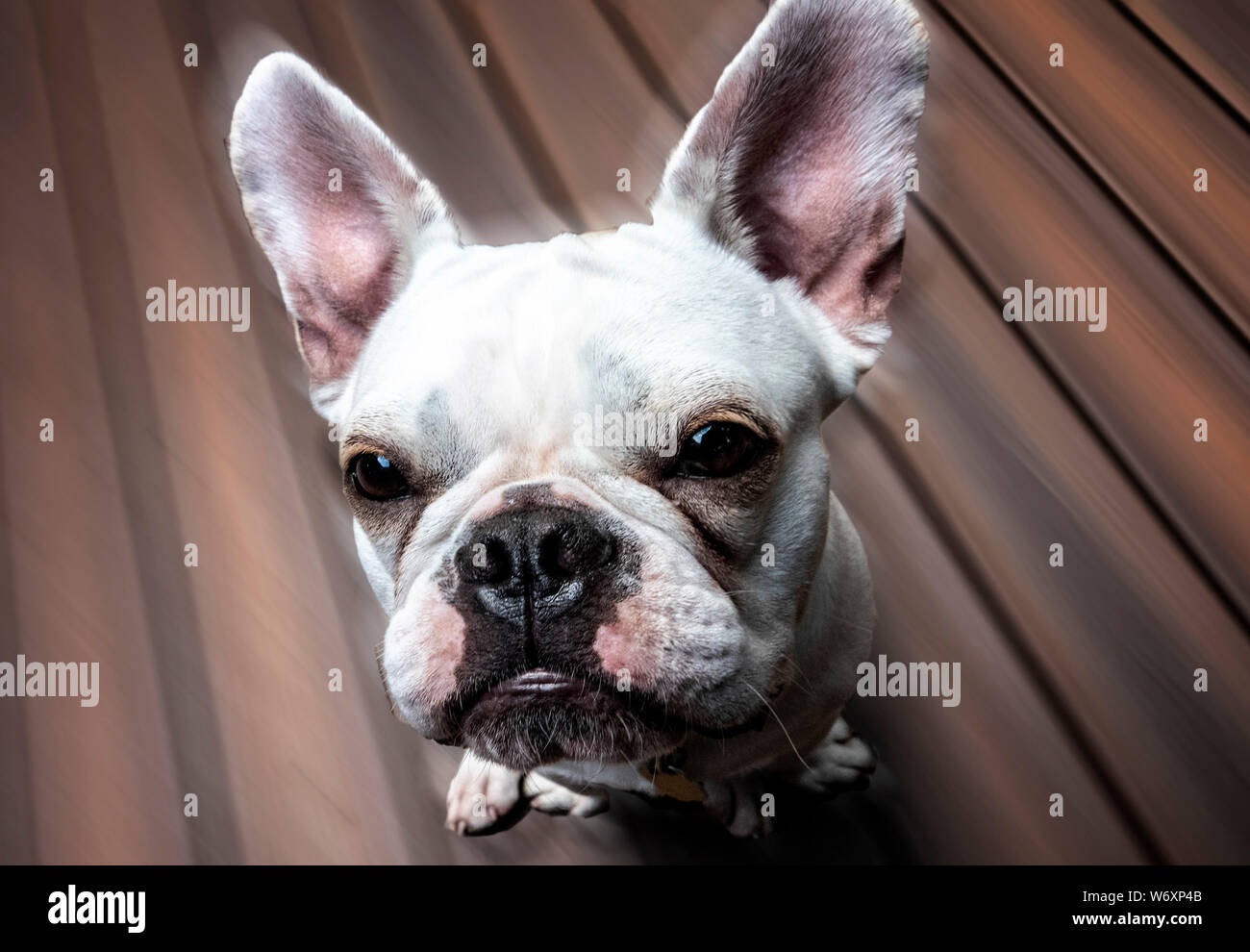 Große Ohren Stockfoto