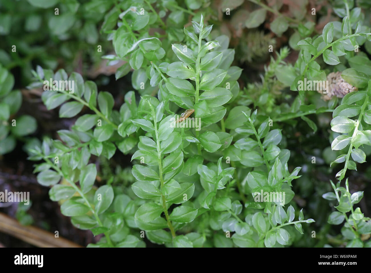 Plagiomnium Medium, allgemein bekannt als Alpine Thymian - Moos oder Intermediate plagiomnium Moss Stockfoto