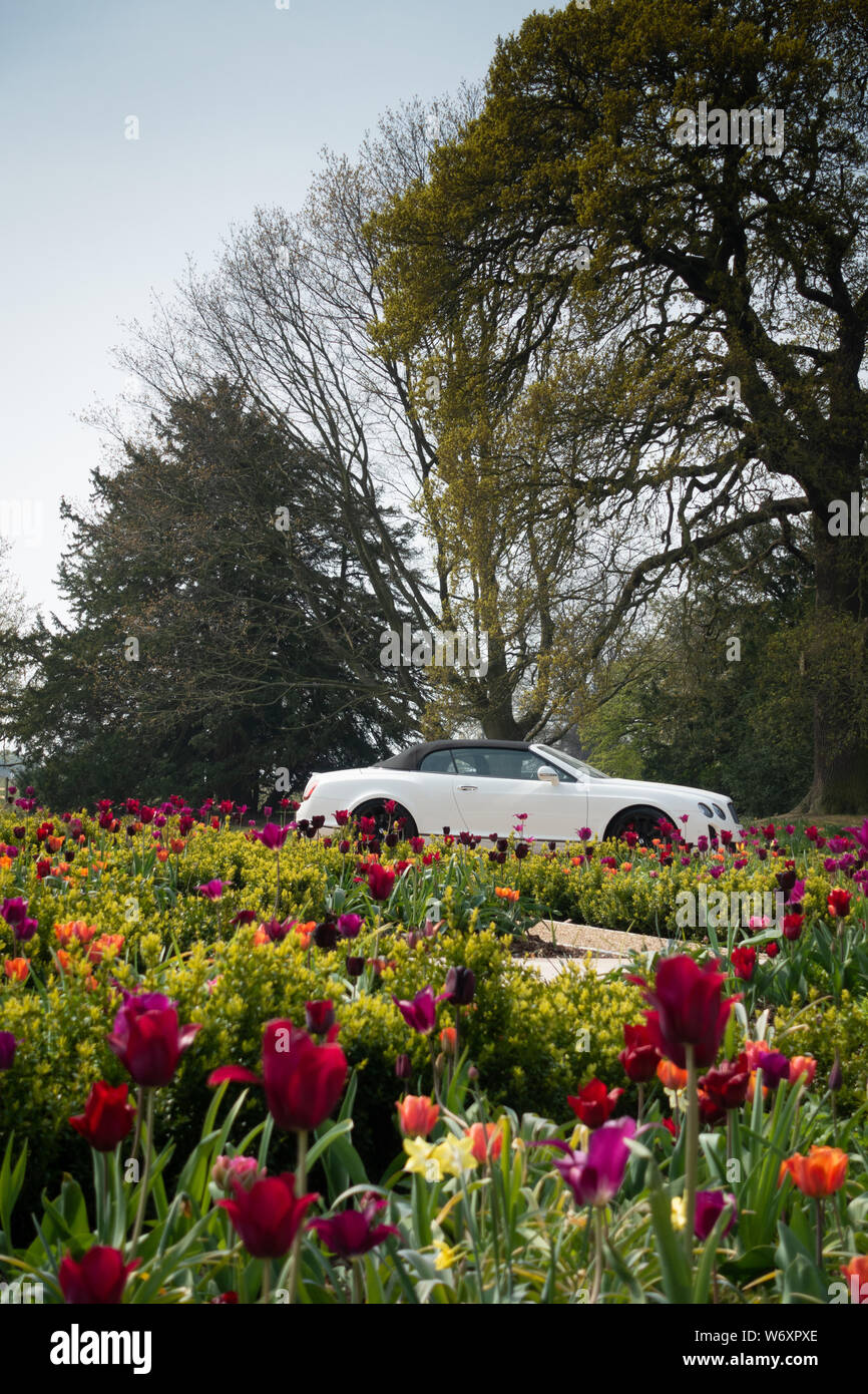 White Bentley Continental GTC Supersport mit schwarzem Verdeck Stockfoto