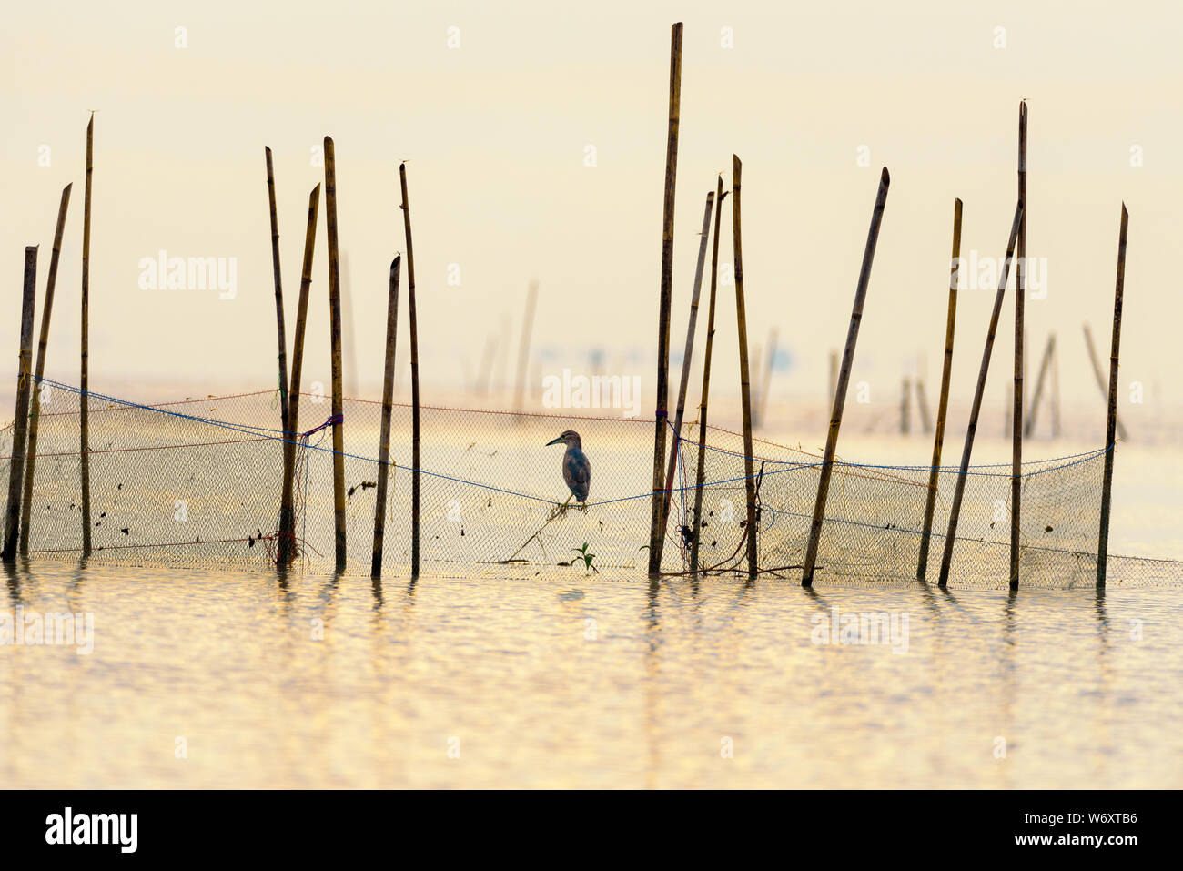 Teich Heron Vogel auf dem Netz sind auf der Suche nach Fisch als Nahrungsmittel in Songkhla See mit Spiegeln das goldene Licht bei Sonnenaufgang am Pakpra Canal, Baan Pak Pra, P Stockfoto