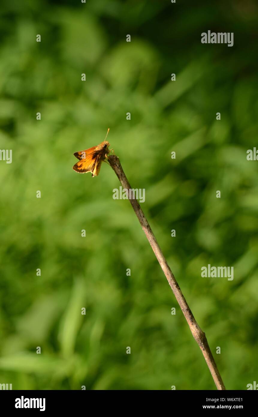 HIGH WIRE ACT: Ein schöner Schmetterling Tänze entlang der Stamm Zweig von einem Busch. Stockfoto