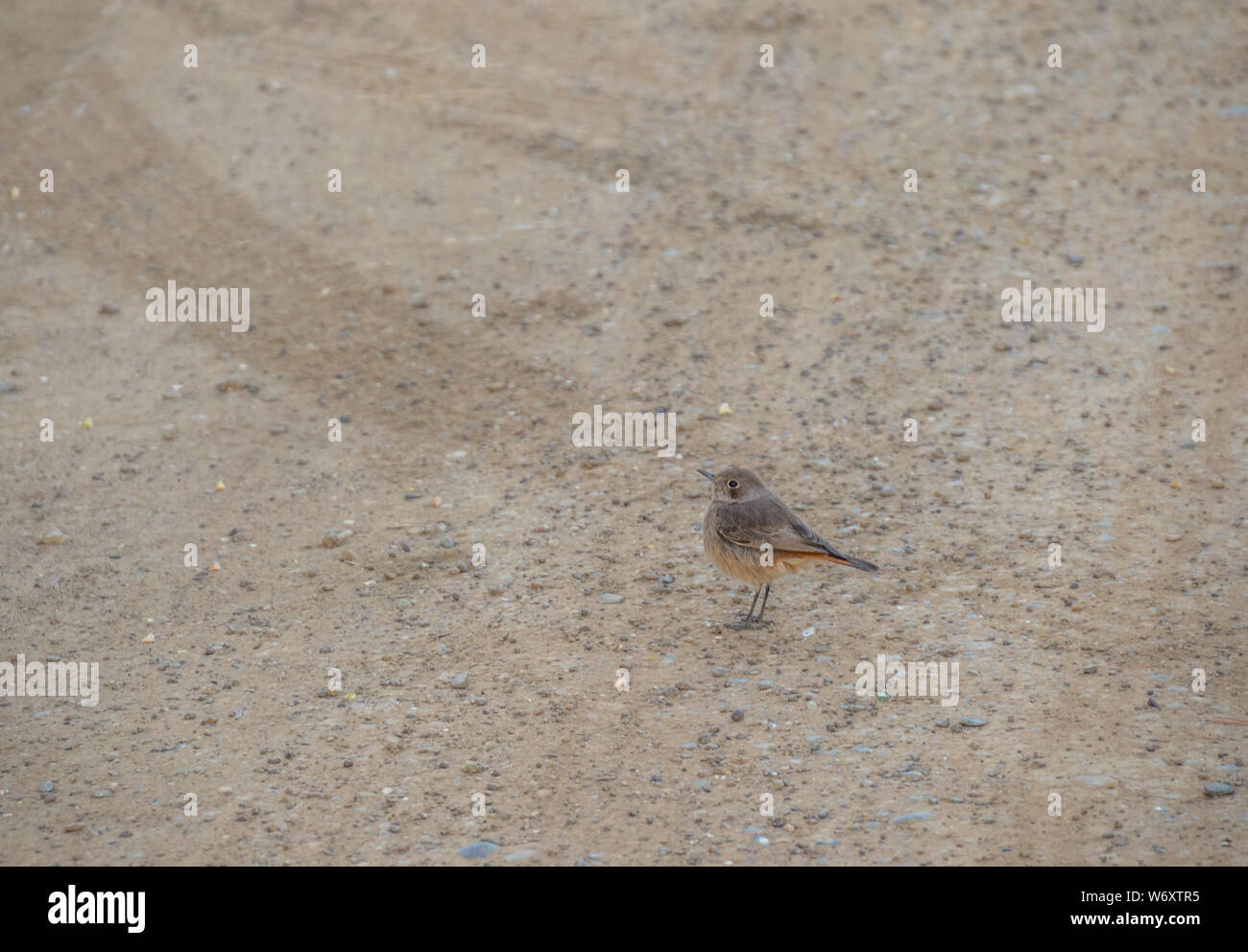 Ein Kleiner Brauner Vogel Stockfotos und -bilder Kaufen - Alamy