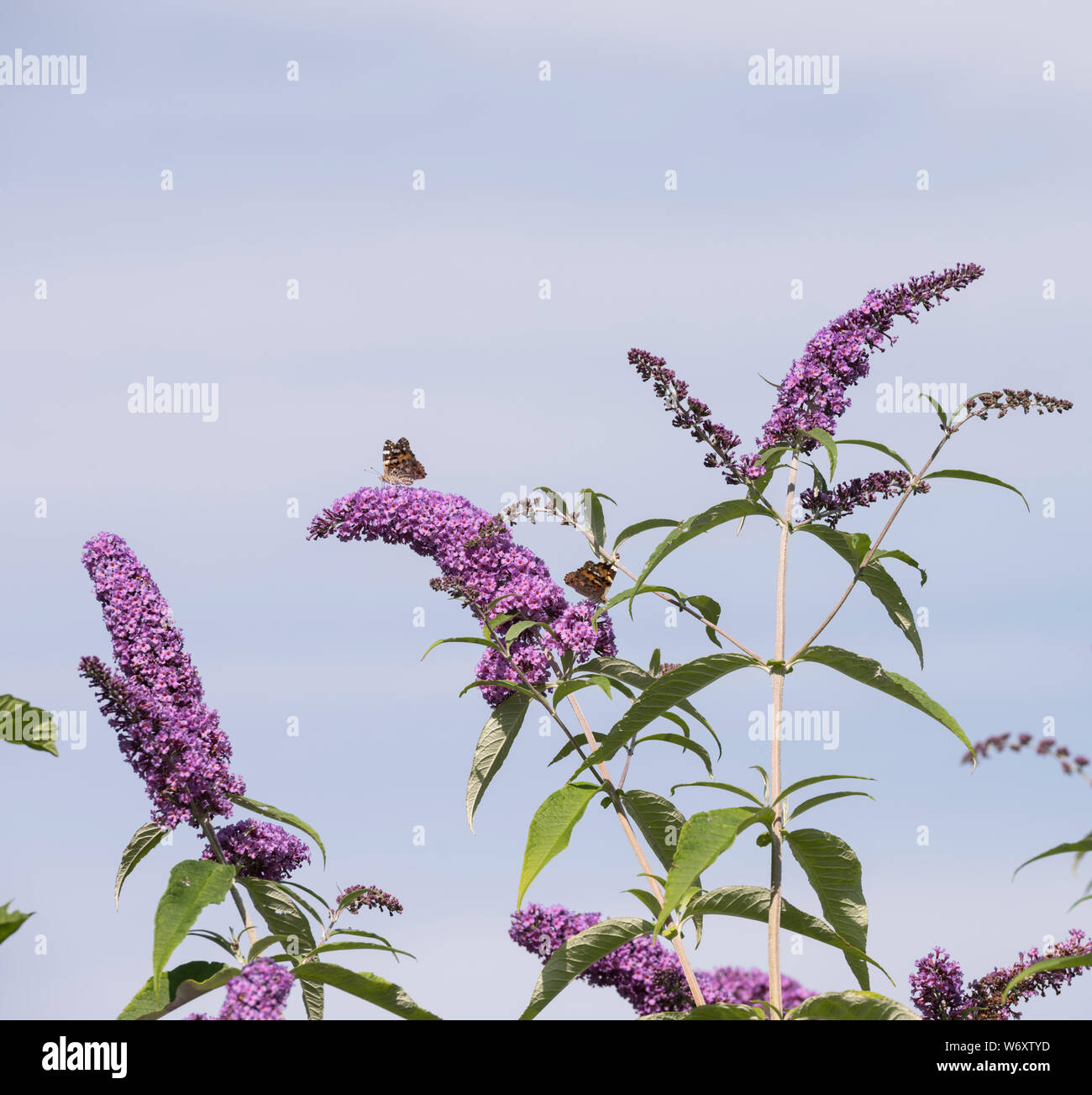 Der Sommerflieder blühender Strauch ist ein Magnet für alle bestäuber während der Sommermonate. Stockfoto