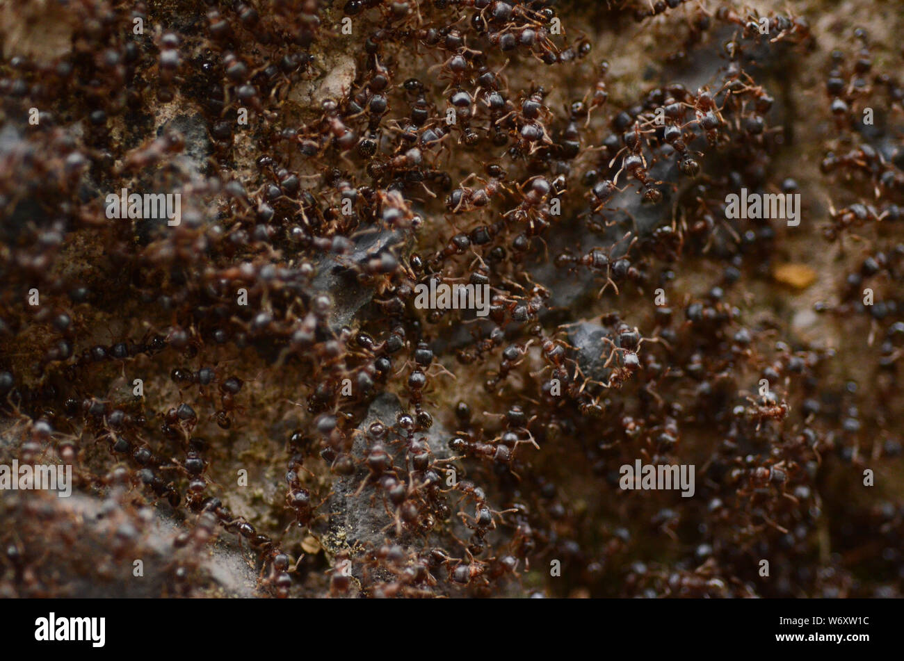 Schlacht: Auf einer kurbigen Straße findet ein epischer Krieg zwischen zwei Ameisenkolonien statt. Stockfoto