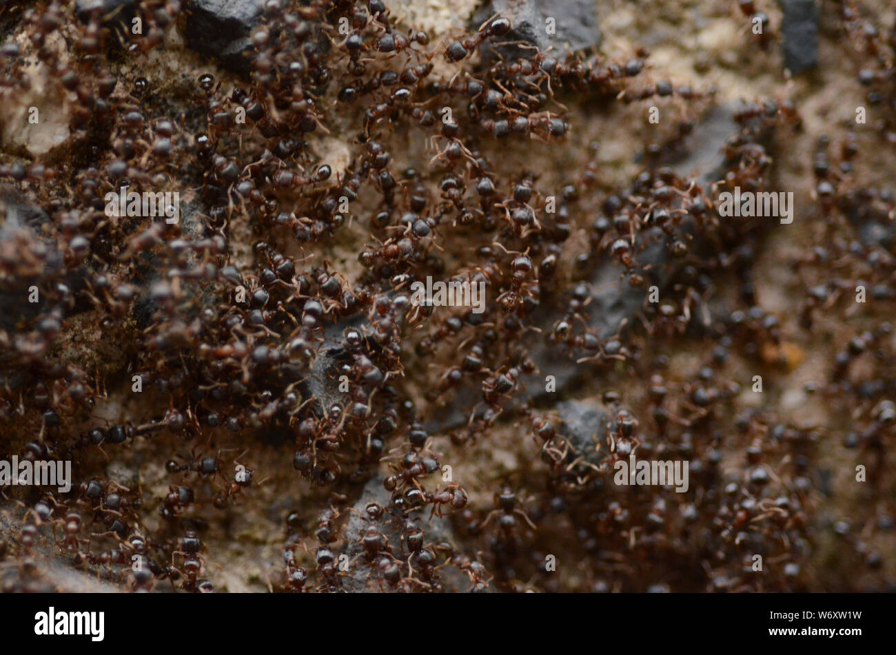 Schlacht: Auf einer kurbigen Straße findet ein epischer Krieg zwischen zwei Ameisenkolonien statt. Stockfoto