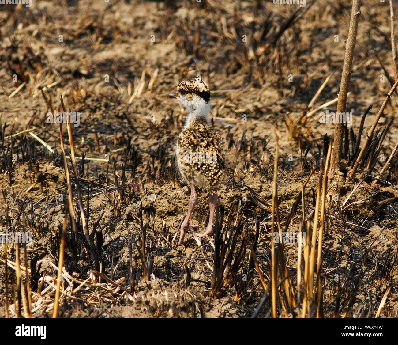 Innerhalb von Stunden nach dem Schlupf der Küken pococcial der gekrönten Plover hat das Nest verlassen. Die Eltern ein wachsames Auge für Gefahr Stockfoto