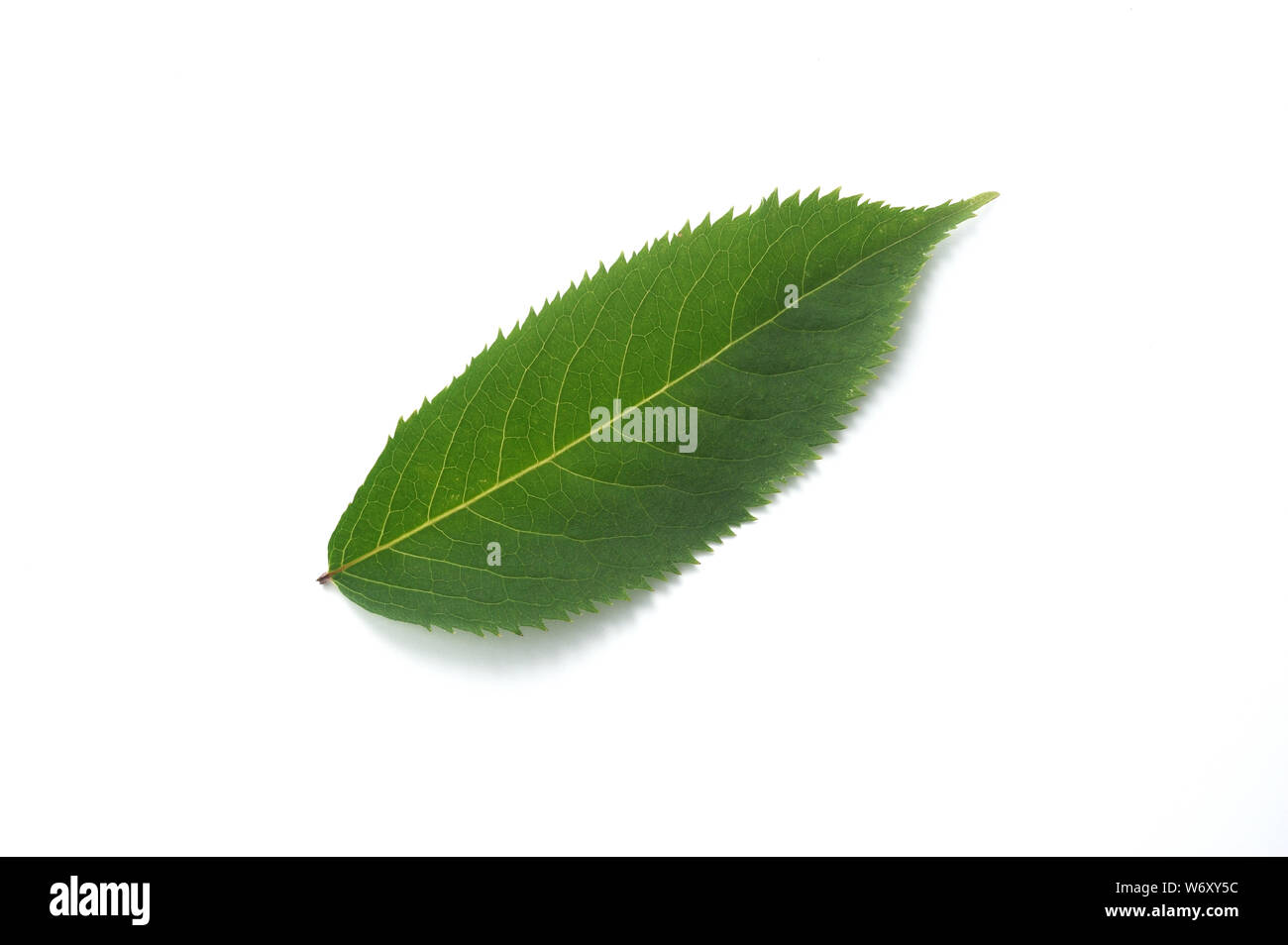 Grünes Blatt mit Schatten isoliert auf weißem Hintergrund mit Platz für Ihren Text Stockfoto