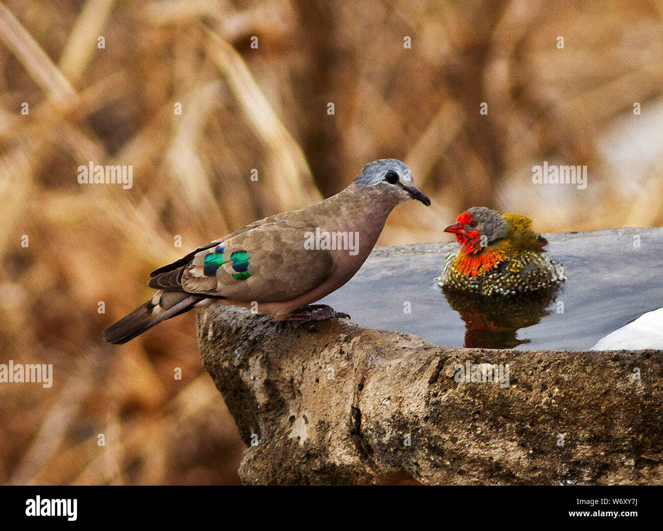 Ein Smaragd entdeckt Holz Dove verbindet eine Green Winged Pytilia wie es badet. Ein vogelbad in einem Safari Camp bietet immer Tag lange Interesse Stockfoto