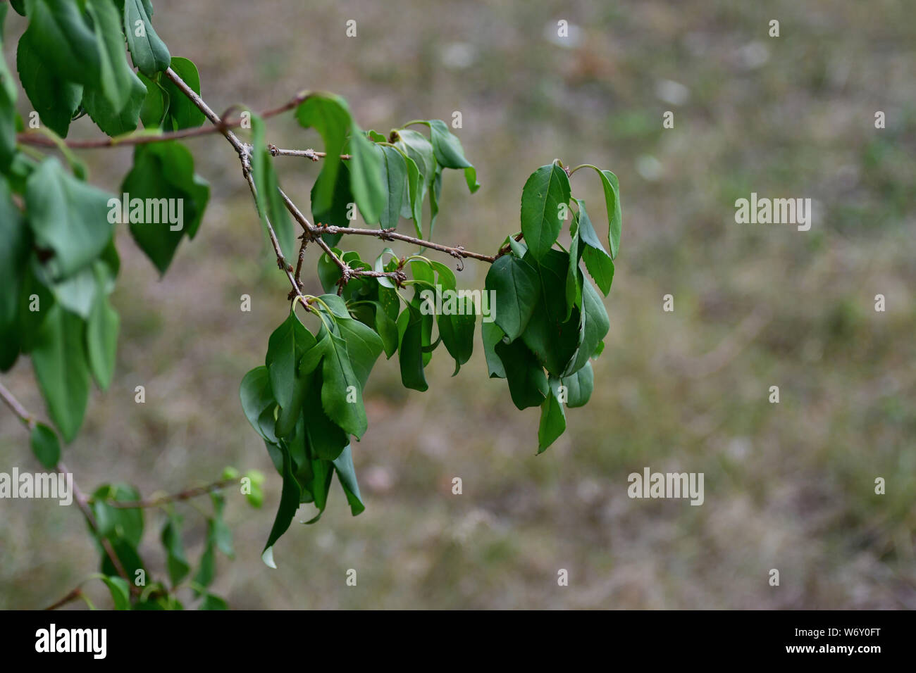 Eine Zweigniederlassung einer Forsythia. Nach einer langen Zeit ohne Regen die Blätter eingerollt sind. Getrocknetes Gras im Hintergrund. Stockfoto