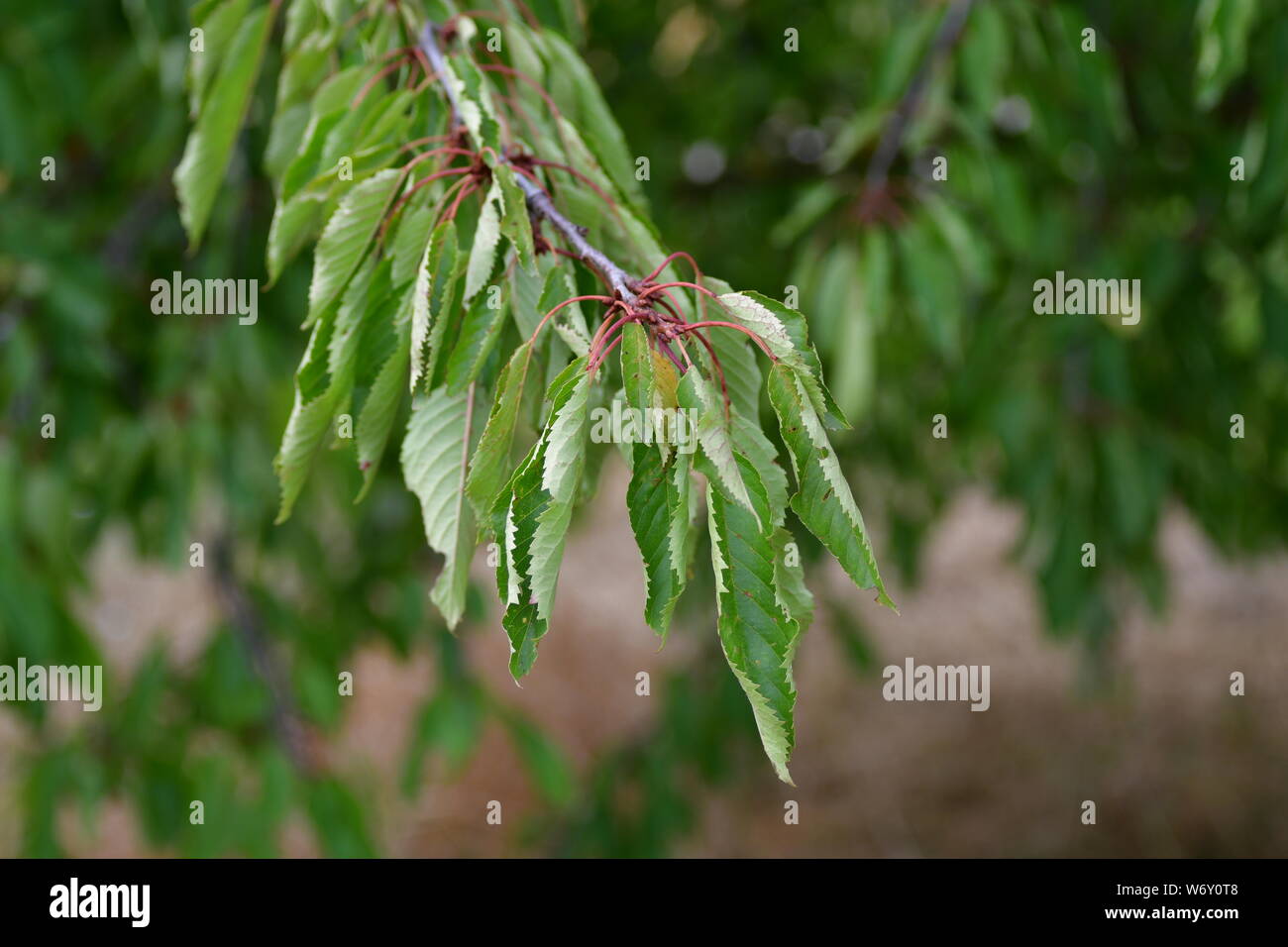 Ein Zweig der einen Kirschbaum. Nach einer langen Zeit ohne Regen die Blätter eingerollt sind. Stockfoto