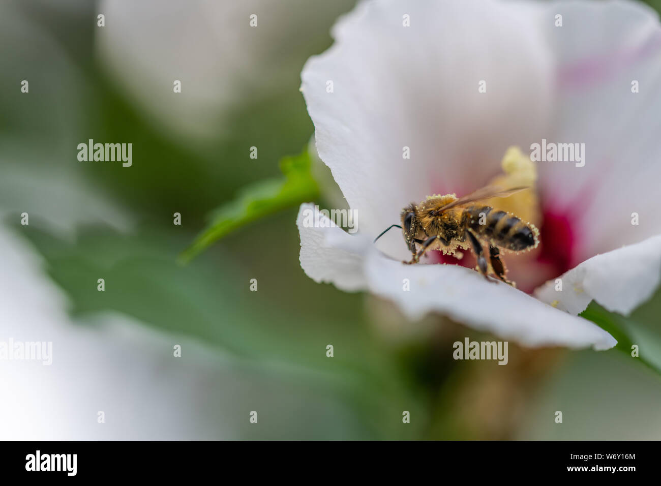 Bienen sammeln Pollen in Blumen Stockfoto