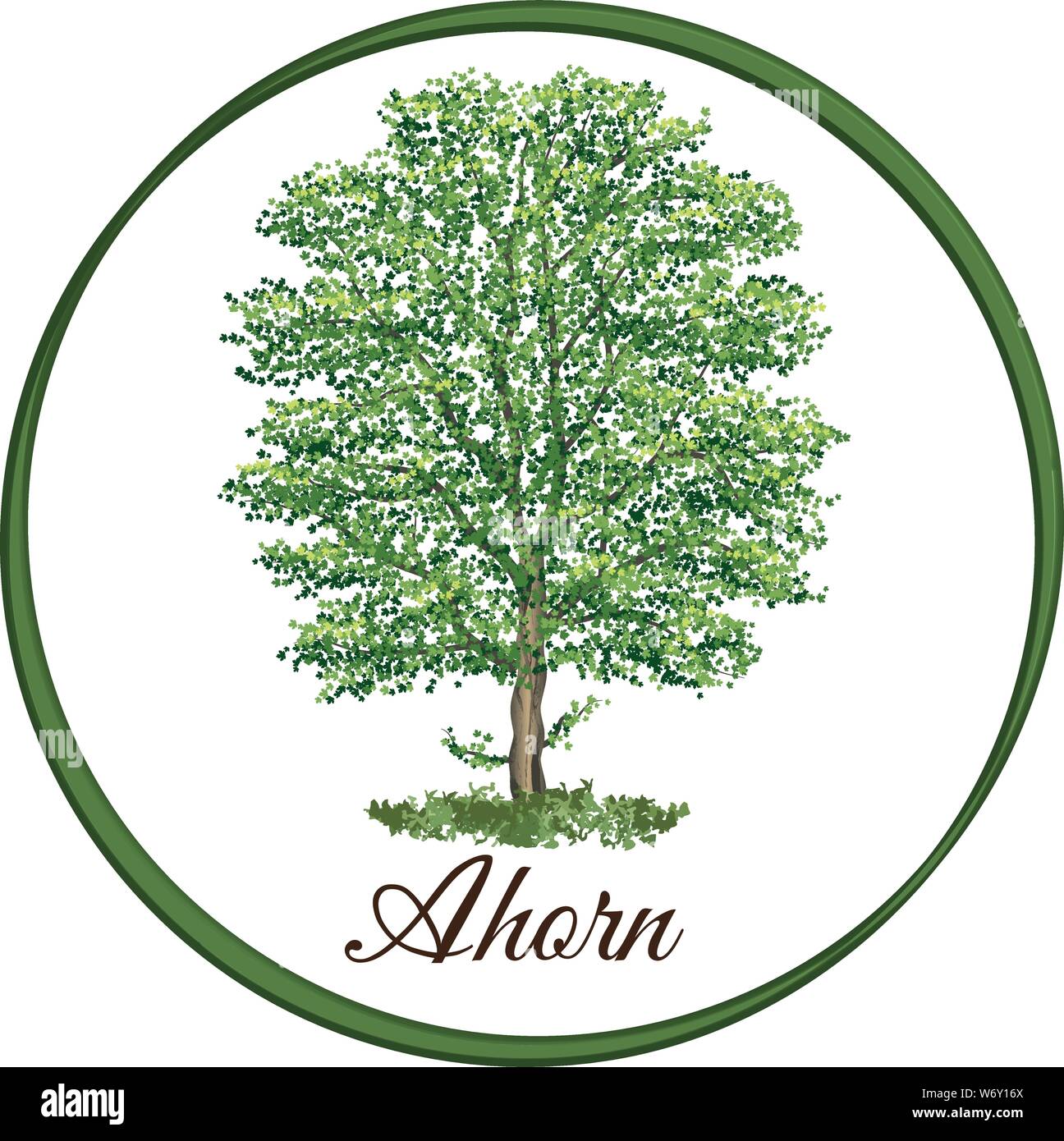 Ahorn Baum als Vektor mit einzelne Blätter gezeichnet Stock Vektor