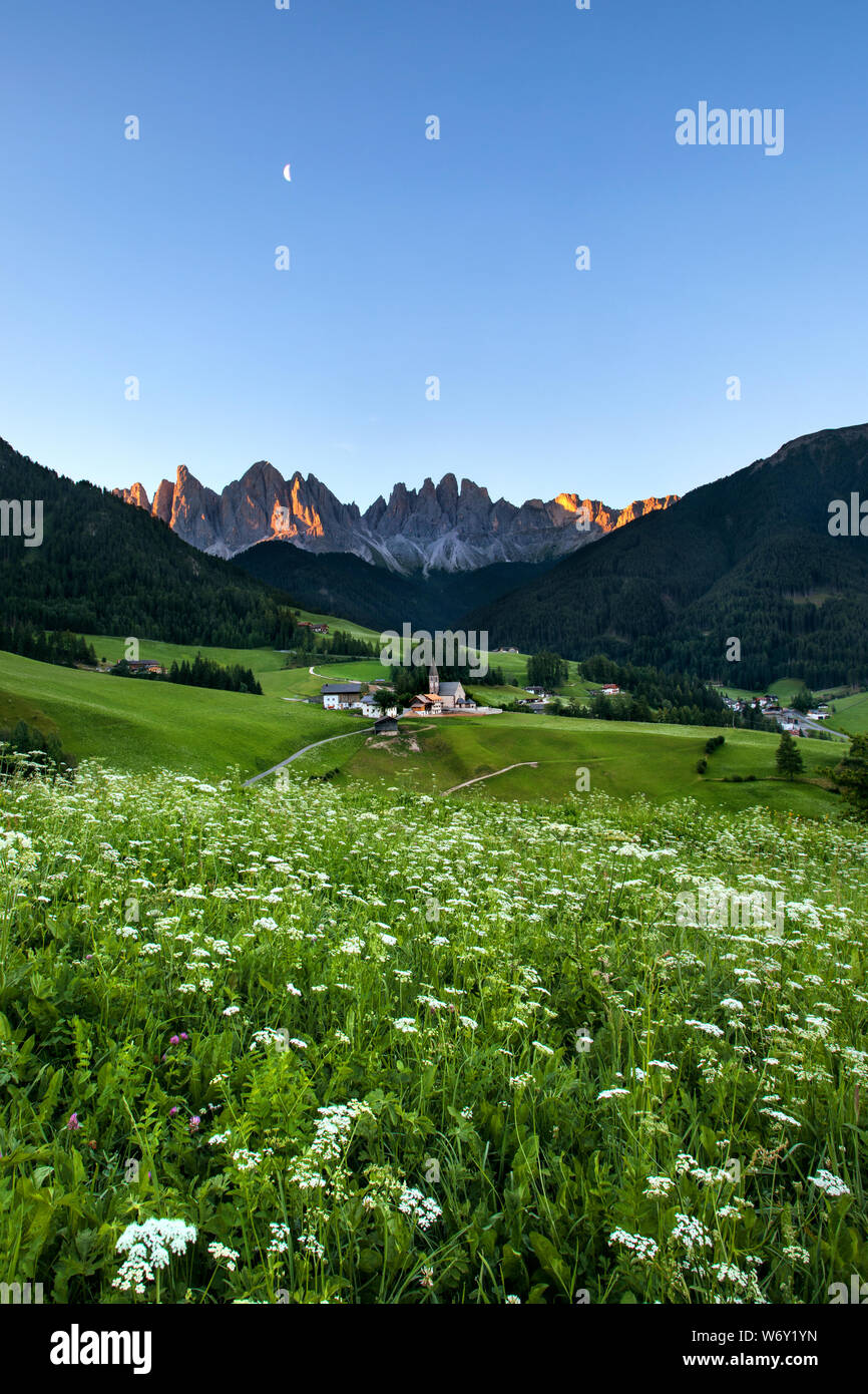 Italienisches Dorf bei Sonnenaufgang mit wilden Blumen und Alpen, Dolomiten, Italien. Stockfoto