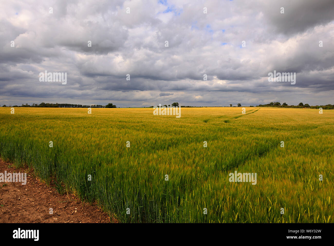 Bereich der Getreideanbau, Milford Leys, Bradwell Abbey, Milton Keynes, Buckinghamshire Stockfoto
