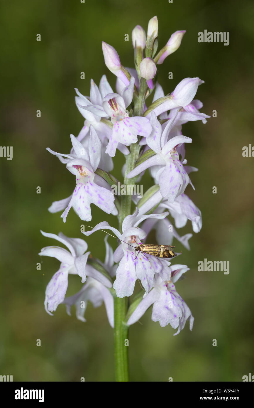 Dactylorhiza fuchsii, gemeine Orchidee, Fuchs-Knabenkraut Stockfoto