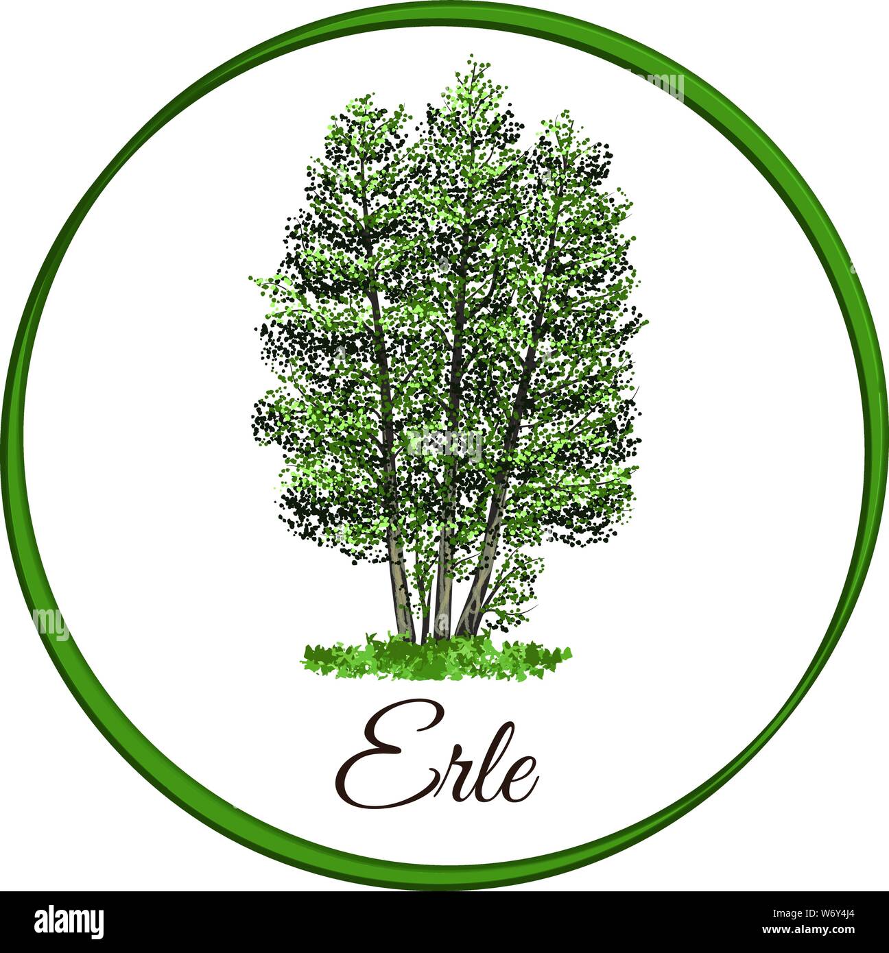 Erle als Vektor mit einzelne Blätter gezeichnet Stock Vektor