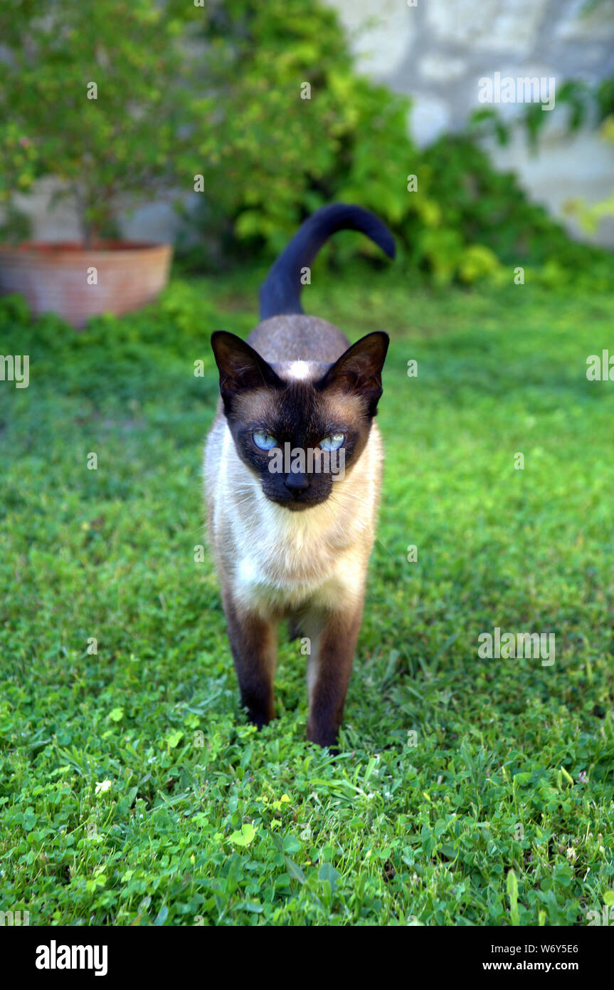 Siamesische Katze im Garten und Hof Stockfoto
