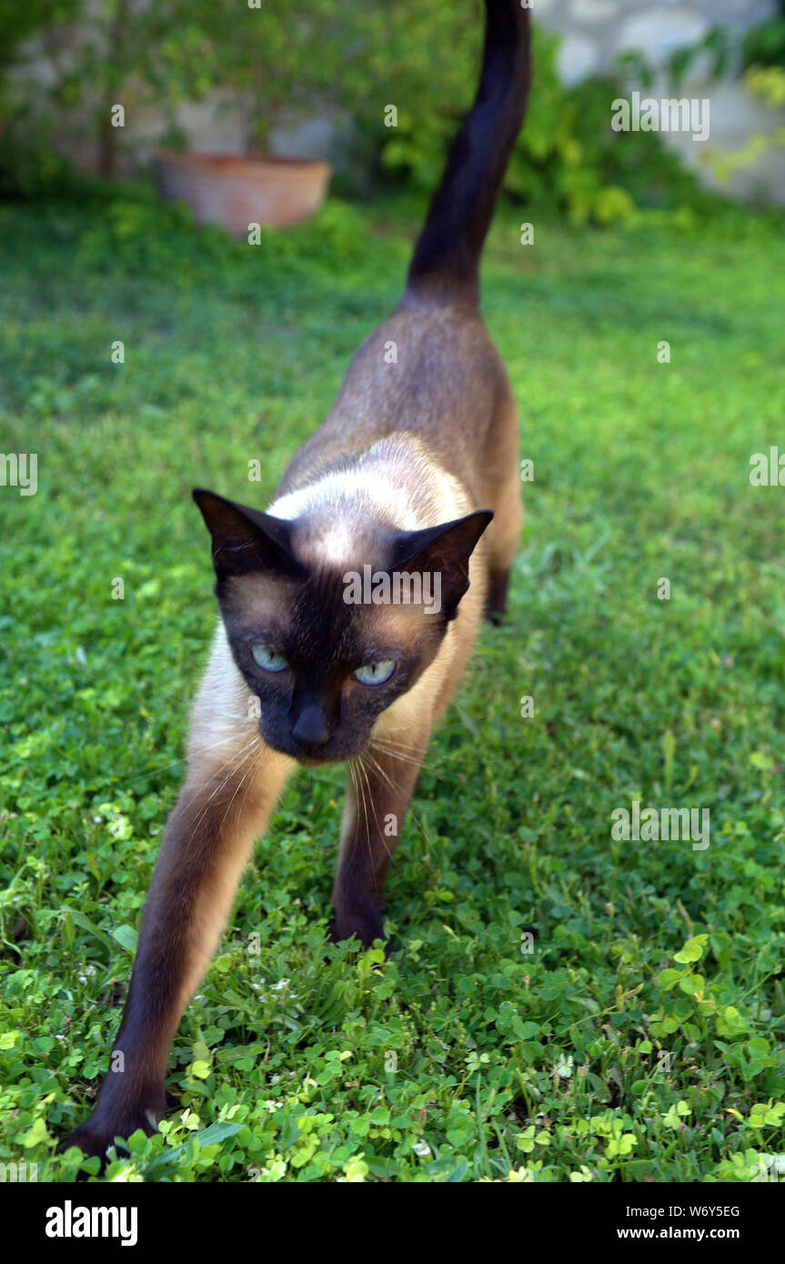 Siamesische Katze im Garten und Hof Stockfoto