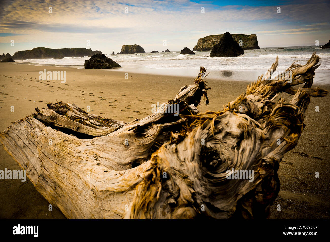 Versteinertes Holz, Footprints und Treibholz entlang dem Ufer von einem Sandstrand Stockfoto