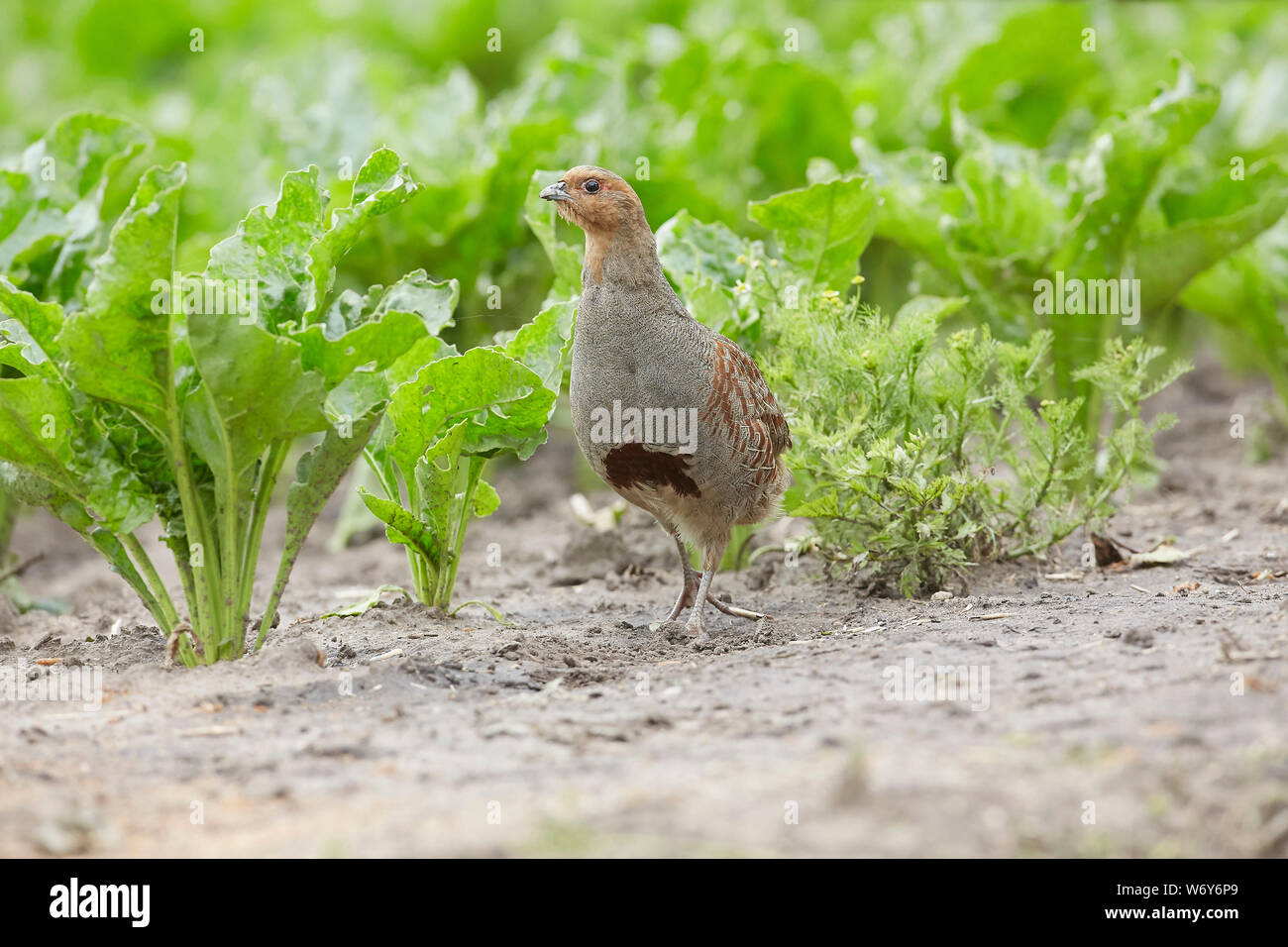 Rebhuhn Perdix perdix, in der Zuckerrübe, East Yorkshire, Großbritannien Stockfoto