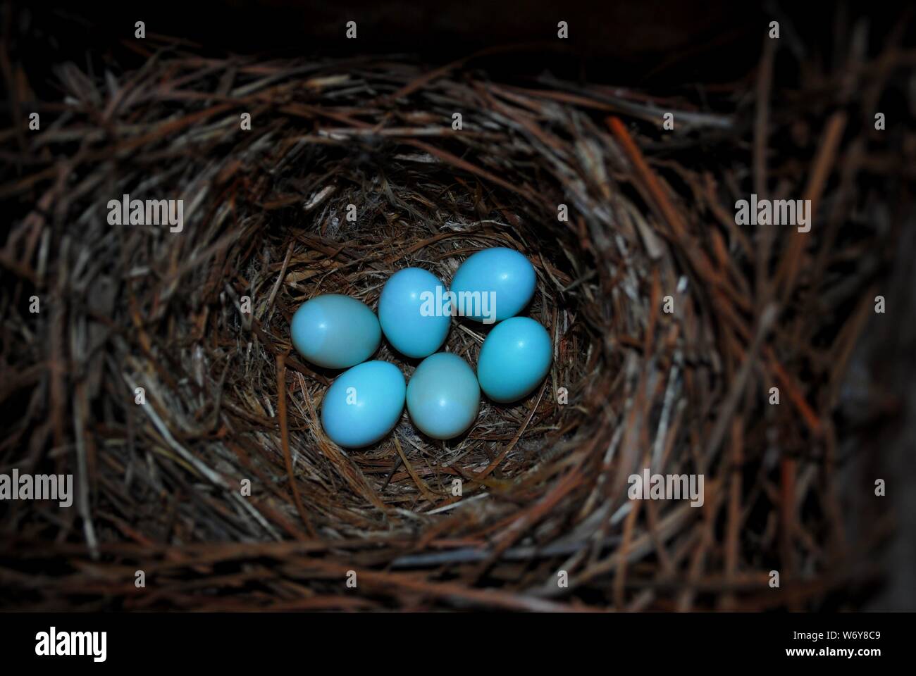 North Carolina Blue Bird Nest mit Eiern Stockfoto