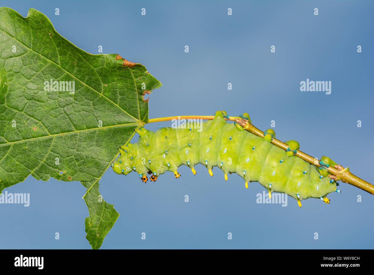Cecropia Motte Caterpillar (Hyalophora cecropia) Stockfoto